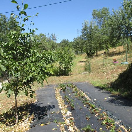 Bungalow "A Choupana" - Quinta Da Carvoica - Vale Pradinhos Vale de Pradinhos Zewnętrze zdjęcie